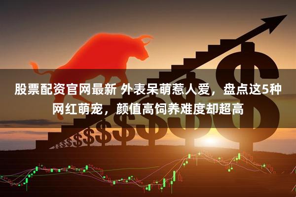 股票配资官网最新 外表呆萌惹人爱，盘点这5种网红萌宠，颜值高饲养难度却超高